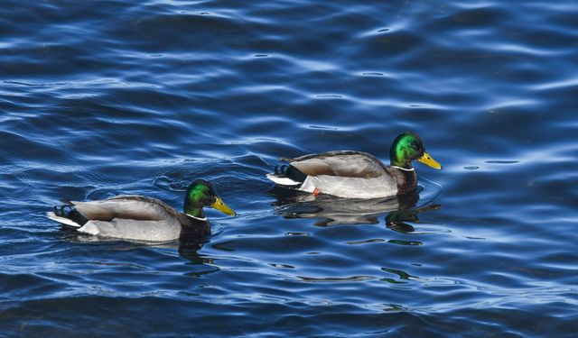 Tatvan Sahili, Van Gölü Sularında Yeşilbaş Ördekler Görüntülendi
