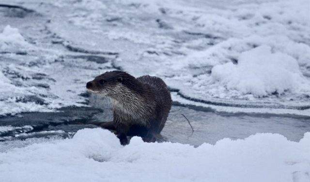 Buz tutan Karasu Nehri’nde su samuru görüntülendi