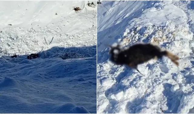 Ağılın üzerine çığ düştü: 45 küçükbaş telef oldu