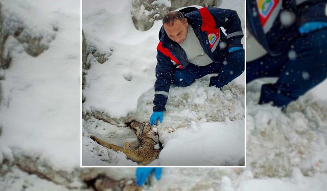 Bitlis'te Yaralı Halde Bulunan Kurt, Koruma Altına Alındı