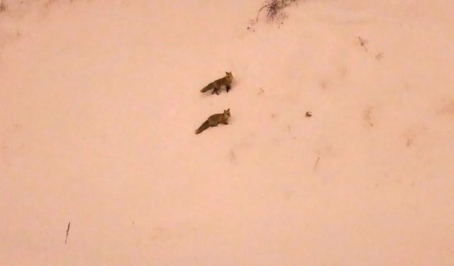 Bitlis'te aç kalan tilkiler yerleşim yerlerine inmeye başladı