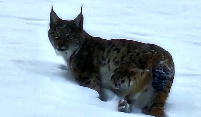 Hizan Kırsalında Vaşak Görüntülendi
