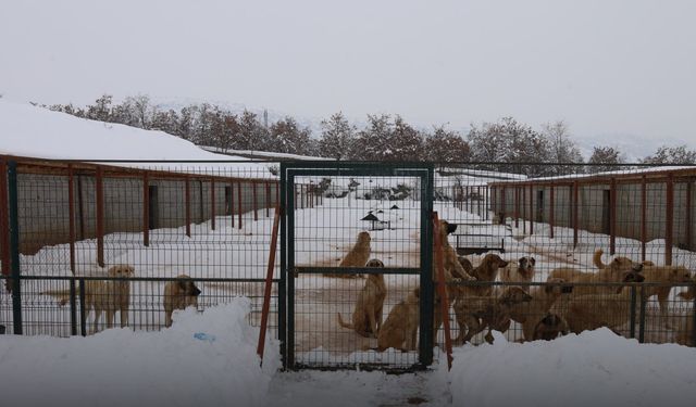 Güroymak Belediyesi Hayvan barınağında 130 Hayvanın Bakımını Sürdürüyor