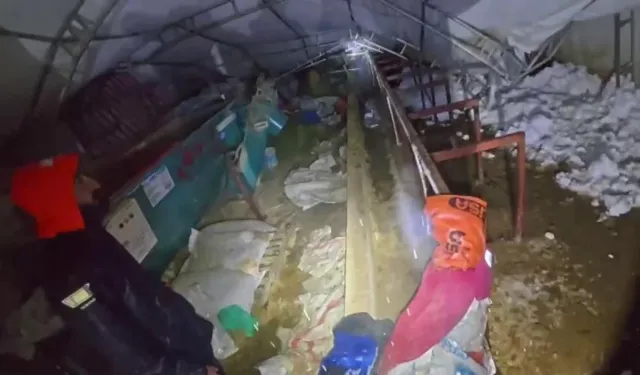 Yoğun Kar Ahırı Çökertti: 3 Büyükbaş Hayvan Telef Oldu