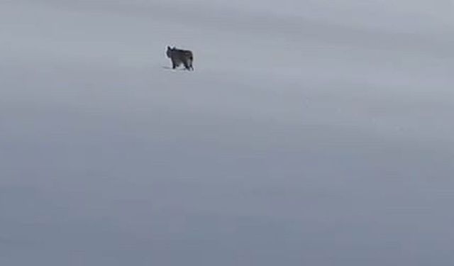 Bitlis'te Kar Üzerinde Vaşak Görüntülendi