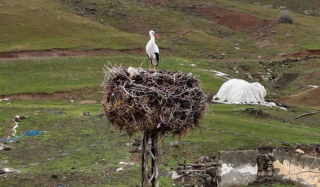 Bitlis'in Göç Etmeyen Leyleği Yıllardır Aynı Yuvada