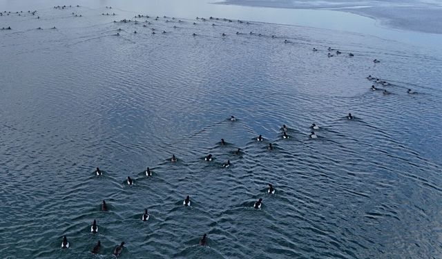 Nazik Gölü’nde buzlar çözüldü, ördeklerin dansı hayran bıraktı