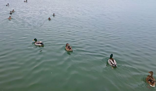 Bitlis'te Soğuklar Sazlıkları Dondurdu, Kuşlar Van Gölü’ne Yöneldi