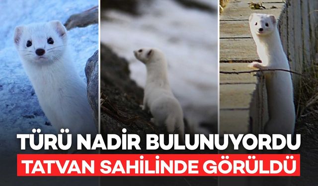 Tatvan Sahilinde Türü Nadir Bulunan Beyaz Gelincik Görüldü