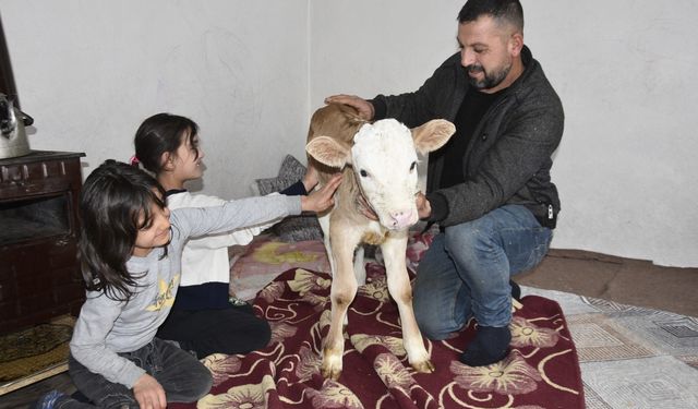 Bitlis’te hasta buzağıya evde özel bakım