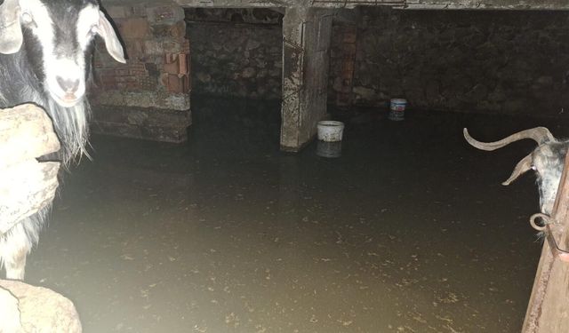 Sel ahırı bastı, 12 keçi ekipler tarafından kurtarıldı