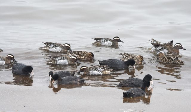 Tatvan'da Van Gölü sahilinde Çıkrıkçın ördekleri görüntülendi