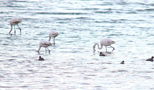 Baharın habercisi flamingolar Van Gölü Havzası’na geri döndü