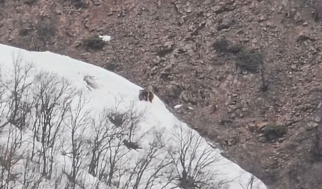 Oyun Oynayan İki Ayı Kamerada