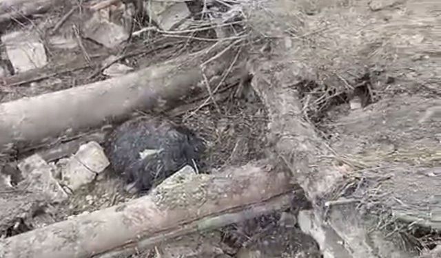 Van'da ahır çöktü: 20 küçükbaş hayvan göçük altında