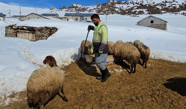 Süphan Dağı’nın eteğinde zorlu hayvancılık