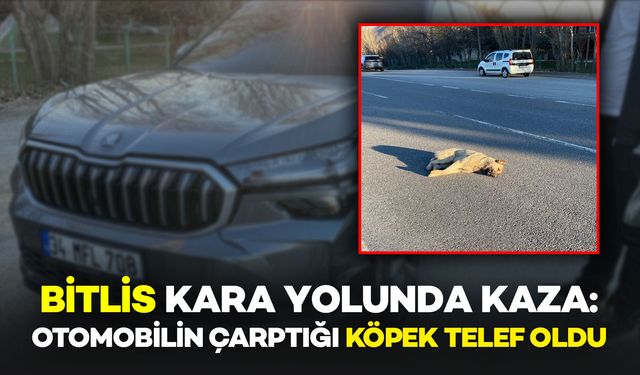 Bitlis kara yolunda otomobilin çarptığı köpek telef oldu