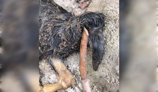 Başsız doğan oğlak görenleri hayrete düşürdü