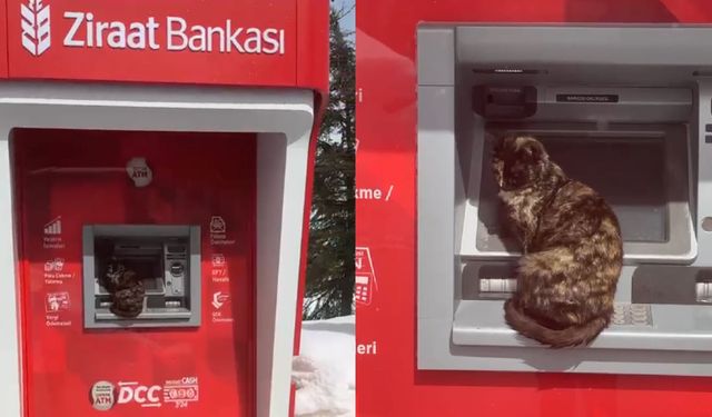 Bitlis'te ATM'den para çekmeye çalışan kedi gülümsetti