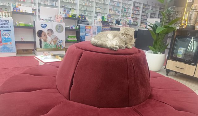 Bitlis'te eczanenin maskotu sevimli kedi ilgi odağı oldu