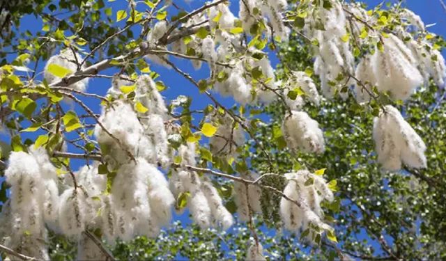 Güroymak’ta kavak ağaçlarının kesimi için 10 gün süre verildi