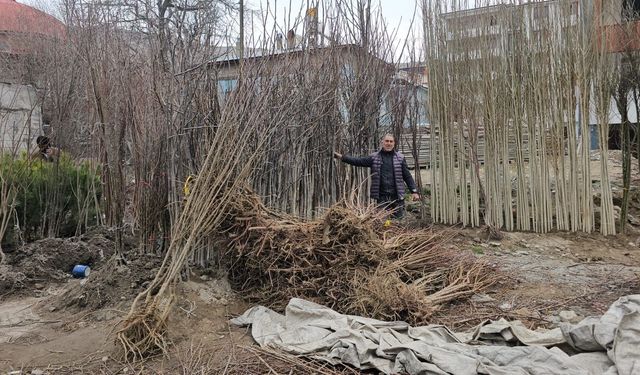 Bitlis’te tescilli Adilcevaz cevizi fidanları satışta
