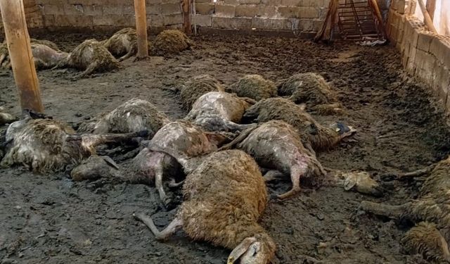 Kurt Saldırısı: 30 Koyun Telef Oldu
