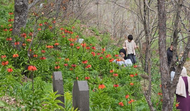 Bitlis'te açan ters lalelere ziyaretçilerden yoğun ilgi
