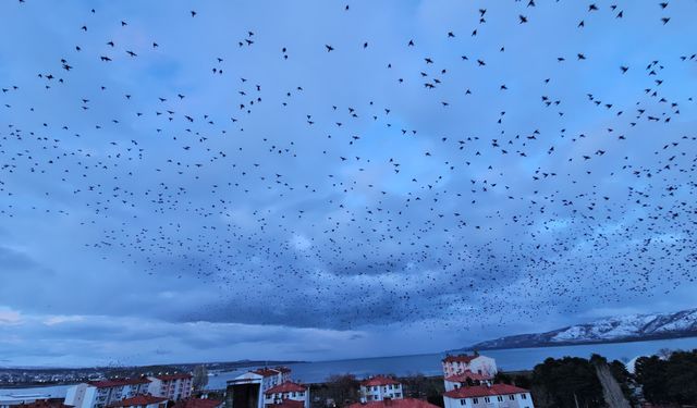 Gökyüzünü Kaplayan Sığırcıklar Görsel Şölen Sundu