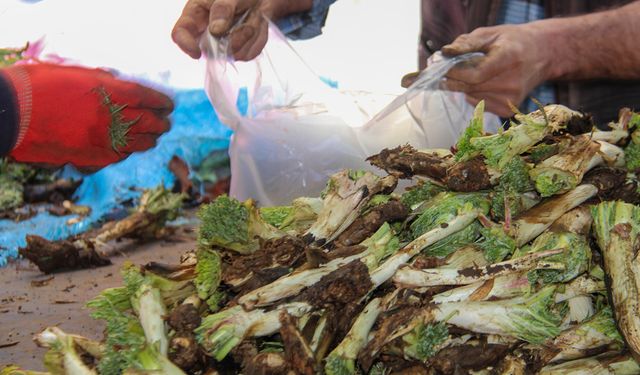 Diyarbakır’da kenger tezgâhlarda: Şifa deposu ama fiyat yüksek