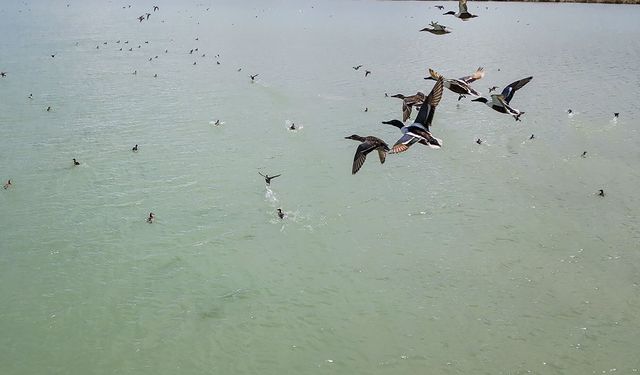 Van Gölü’nde Nesli Tehlike Altındaki Dikkuyruk Kuşu Görüntülendi