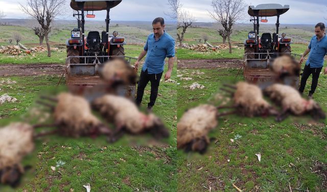 Yıldırımın İsabet Ettiği 8 Küçükbaş Hayvan Telef Oldu