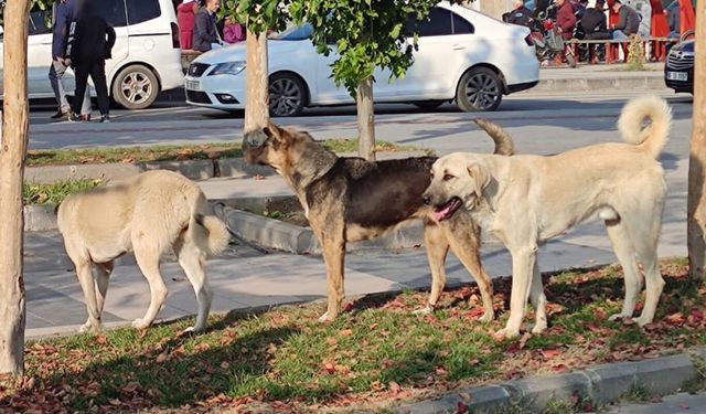 Köpek Saldırılarına Sert Tepki: “İhmallerin Bedeli Olmalı”