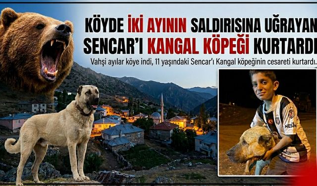 Köyde İki Ayının Saldırısına Uğrayan Küçük Sencar'ı Kangal Köpeği Kurtardı