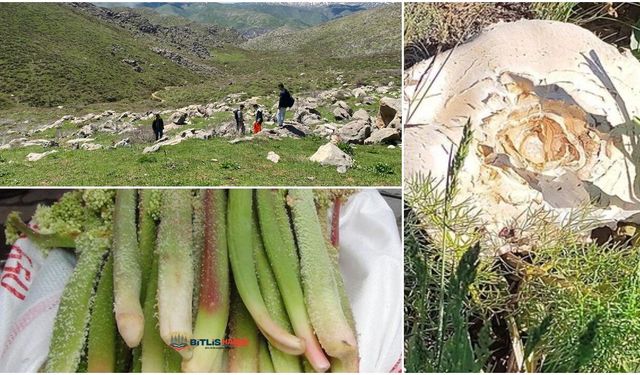 Bitlis’te yüksek rakımlarda kendiliğinden yetişen bitkiler geçim kaynağı oluyor