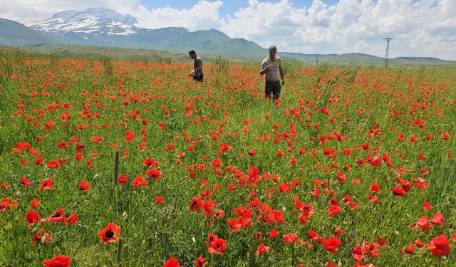 Adilcevaz’da Gelinciklerin ve Süphan’ın Manzarası Hayran Bırakıyor