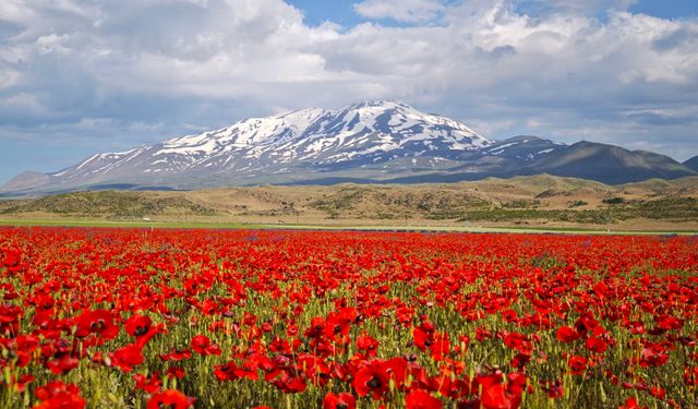 Gülistan Ovası Gelinciklerle Kırmızıya Büründü