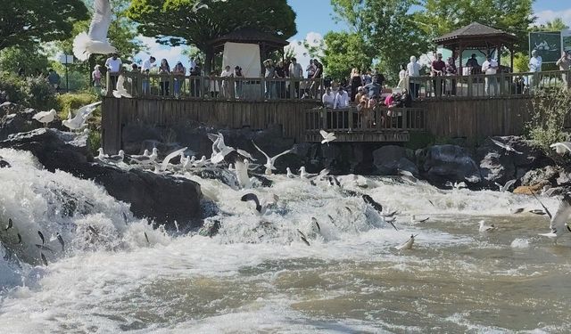 İnci Kefalinin Zorlu Göçü Van Gölü'nde Görsel Şölene Dönüşüyor