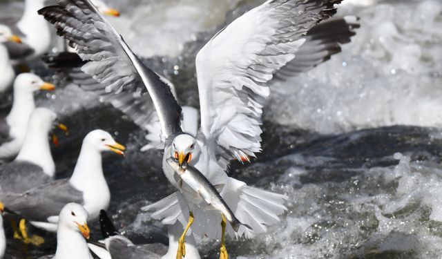 Martıların İnci Kefali Avı Ağır Çekimde Görüntülendi
