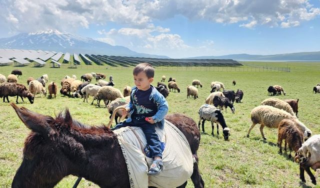Adilcevaz'da Yayla Sezonu Hareketlendi: Sütey Yaylası'nda Yoğun Yaz Mesaisi