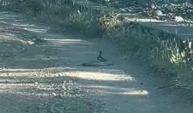 Yol ortasında yılanların çiftleşme anı görüntülendi