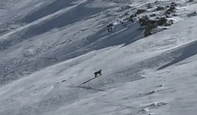 Bitlis'te Nesli Tehlike Altındaki Vaşak Kameraya Yansıdı