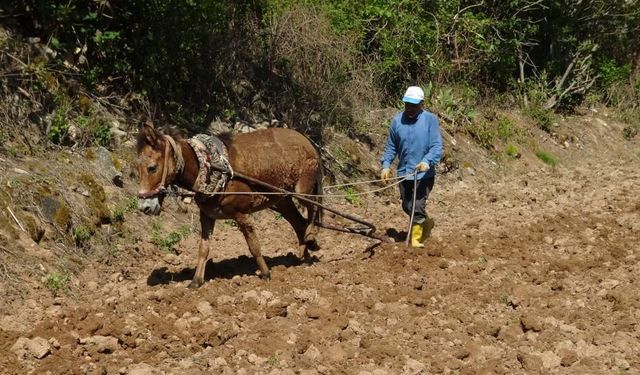 Bitlis'e komşu ilde geleneksel yöntemle pirinç ekimi başladı
