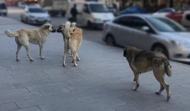 Bitlis'te sokak köpekleri yıl sonuna kadar barınaklara alınacak