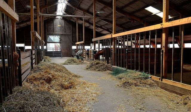 "Dingo'nun Ahırı" sözündeki Dingo kimdir? İşte bu deyimin ilginç hikâyesi