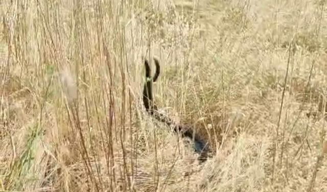 Elazığ'da iki yılanın doğada nadir rastlanan dansı görüntülendi
