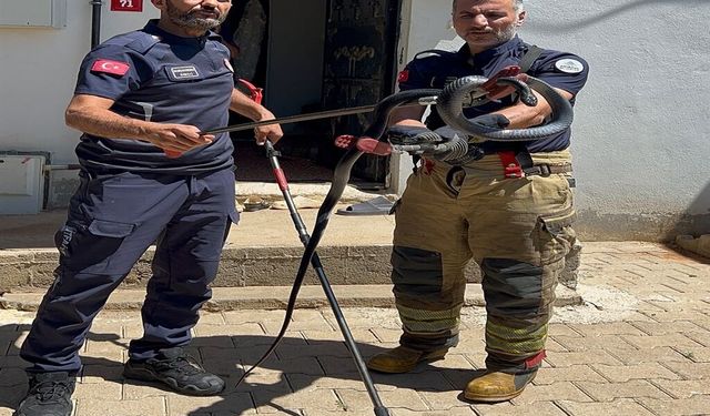 Evin lavabosuna giren yılanı ekipler çıkardı