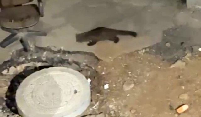 Görenler gözlerine inanamadı: Gece yarısı kameraya yakalandı