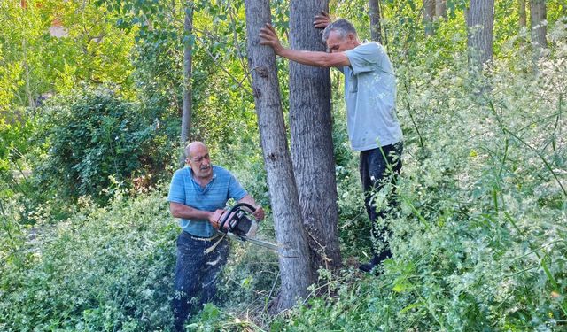 Adilcevaz Belediyesi’nden Kavak Pamukçuğuna Karşı Önlem