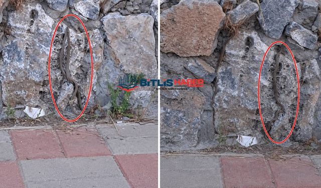 Bitlis’te kaldırımda yürüyen vatandaşların önüne aniden dev yılanlar düştü